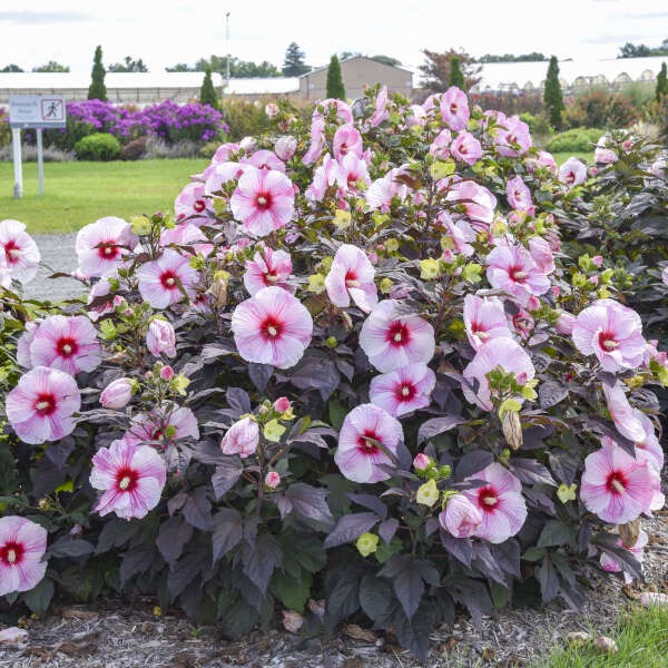 Hibiscus Summerific Starry Starry Night