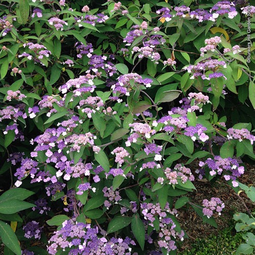 Hortensia Hot Chocolate