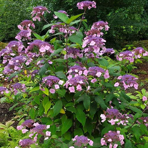 Hortensie Rosemary Foster