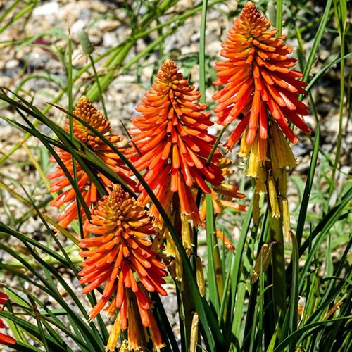 Kniphofia Poco Orange