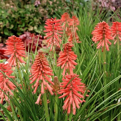 Kniphofia Poco Red