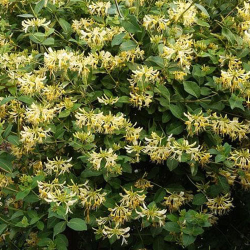Lonicera periclymenum Graham Thomas