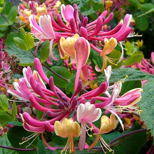 Lonicera periclymenum Serotina