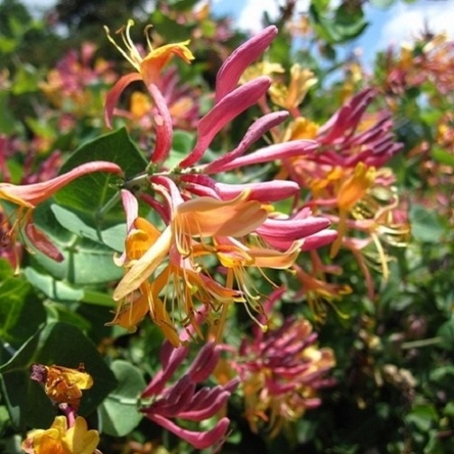 Lonicera Heckrottii American Beauty - imagine 2