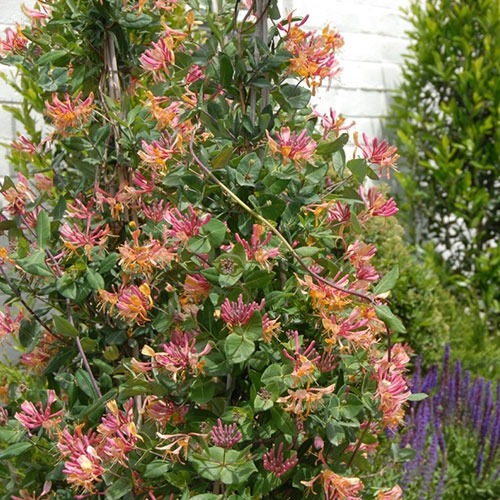 Lonicera Heckrottii American Beauty