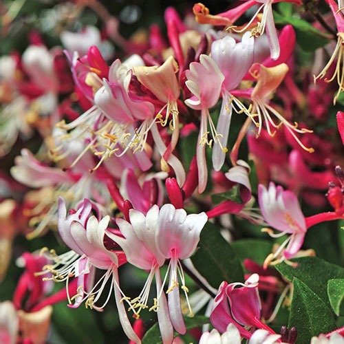 Lonicera Fragrant Cloud