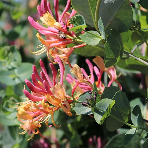 Lonicera heckrottii Goldflame