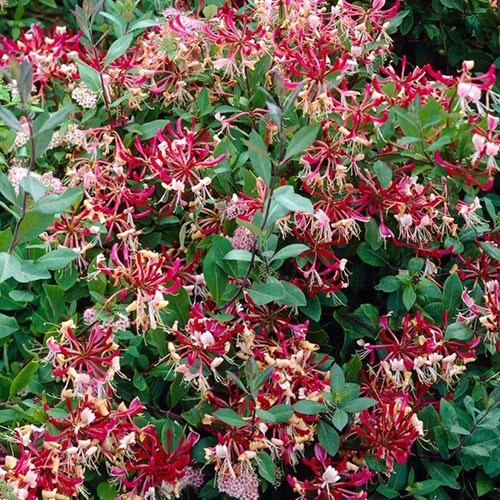 Lonicera Belgica Select