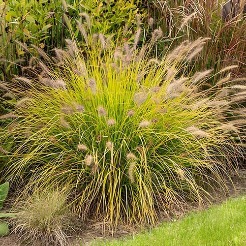 Pennisetum Hameln Gold