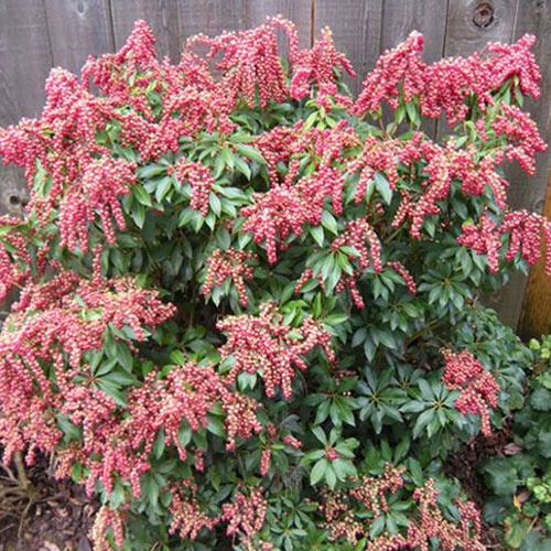 Pieris japonica Valley Valentine
