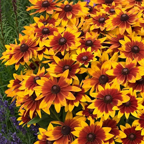 Rudbeckia Sunbeckia Mia