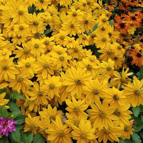Rudbeckia Sunbeckia Ophelia