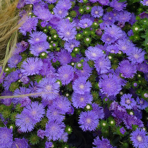 Stokesia Mel's Blue