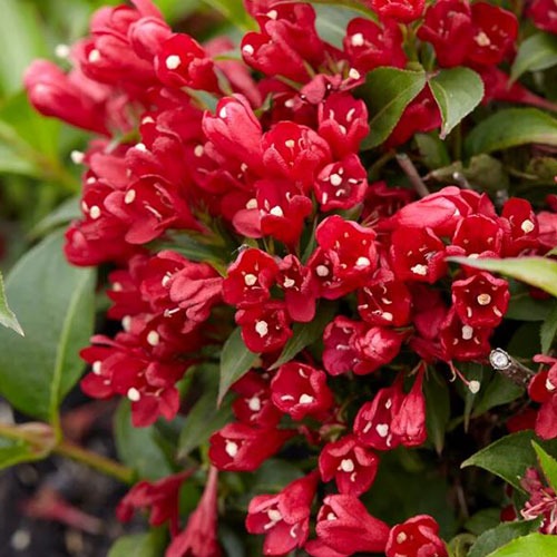 Weigela All Summer Red