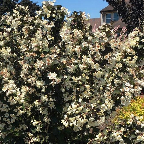 Wiegela Ebony and Ivory