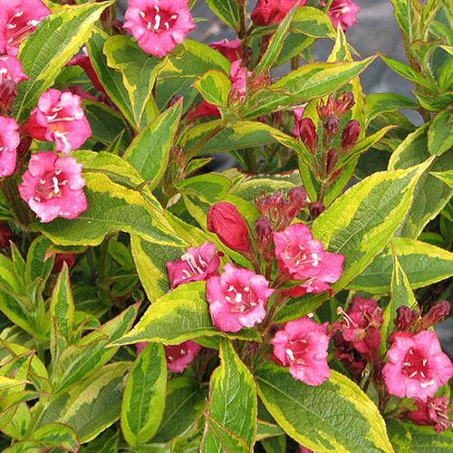 Weigela French Lace