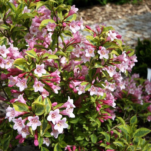 Weigela Magical Rainbow