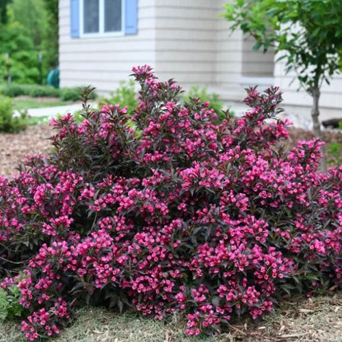 Weigela Minor Black