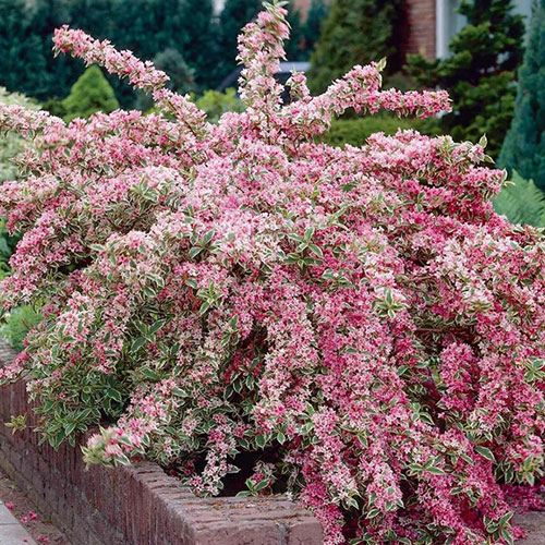 Weigela Nana Variegata