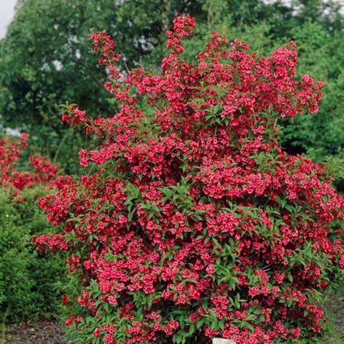 Weigela Red Prince