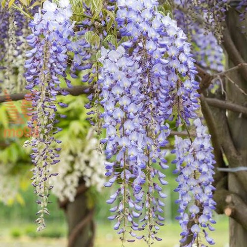 Wisteria Blue Dream