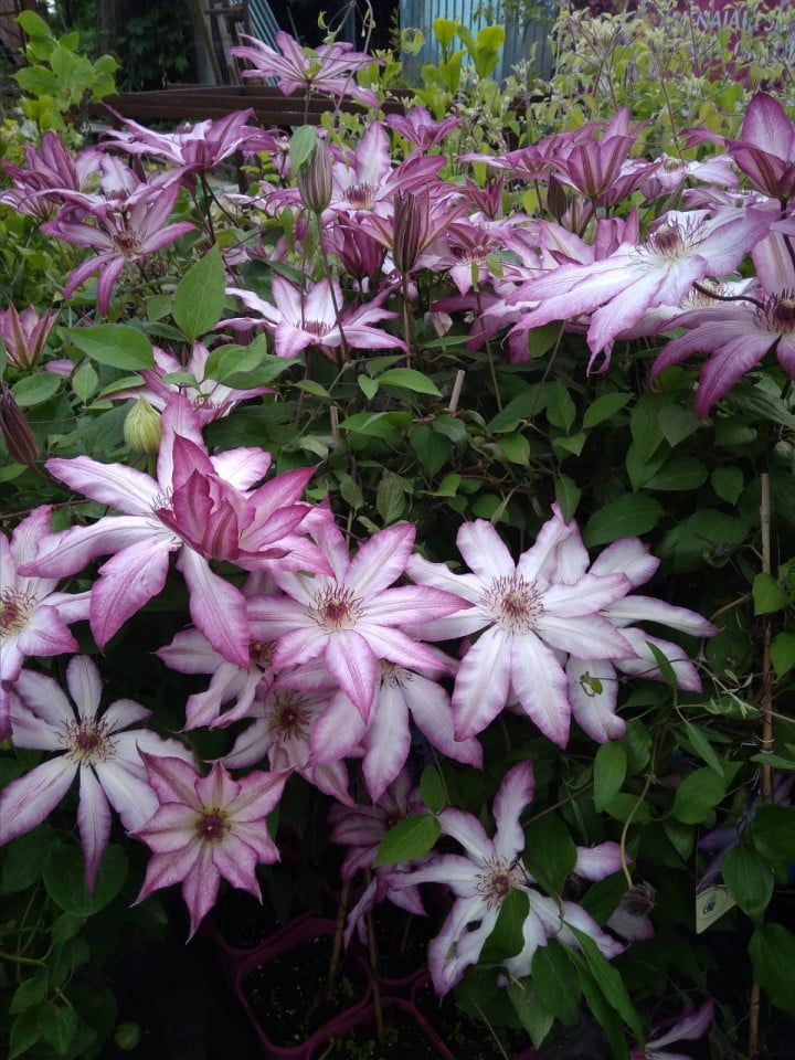 Clematis Tae - imagine 2