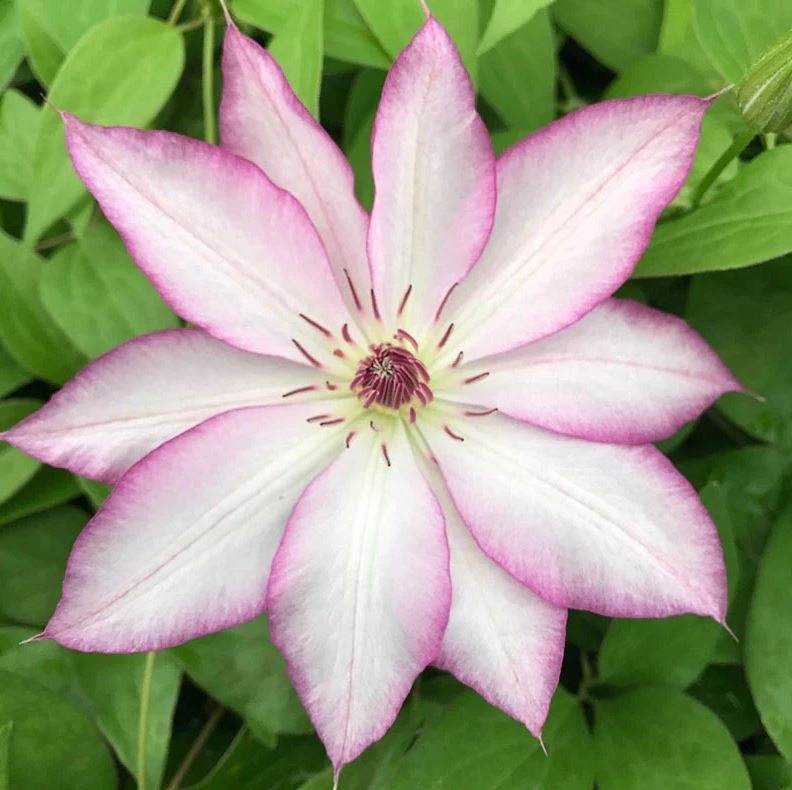 Clematis Tae - imagine 4