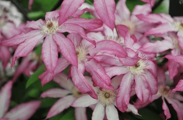 Clematis Tae - imagine 3