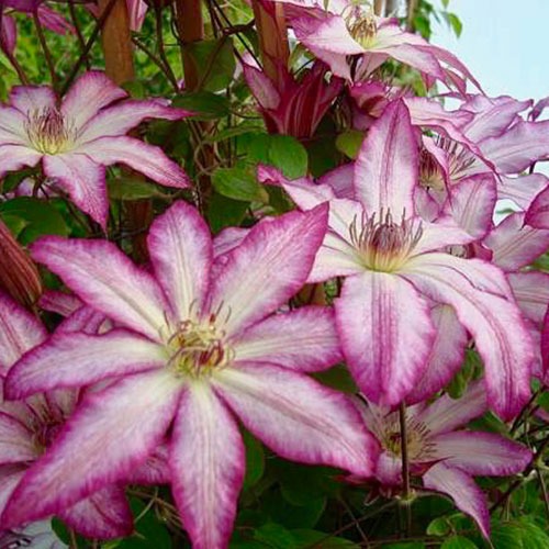 Clematis Tae