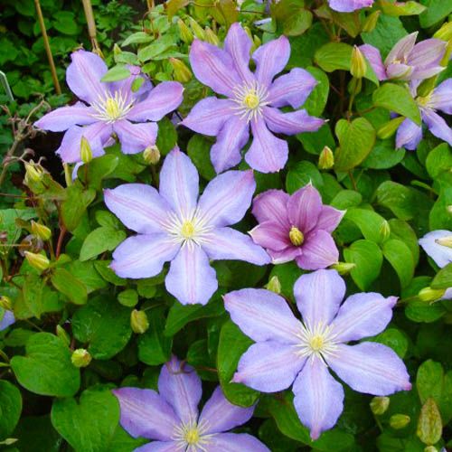 Clematis Paola - imagine 3