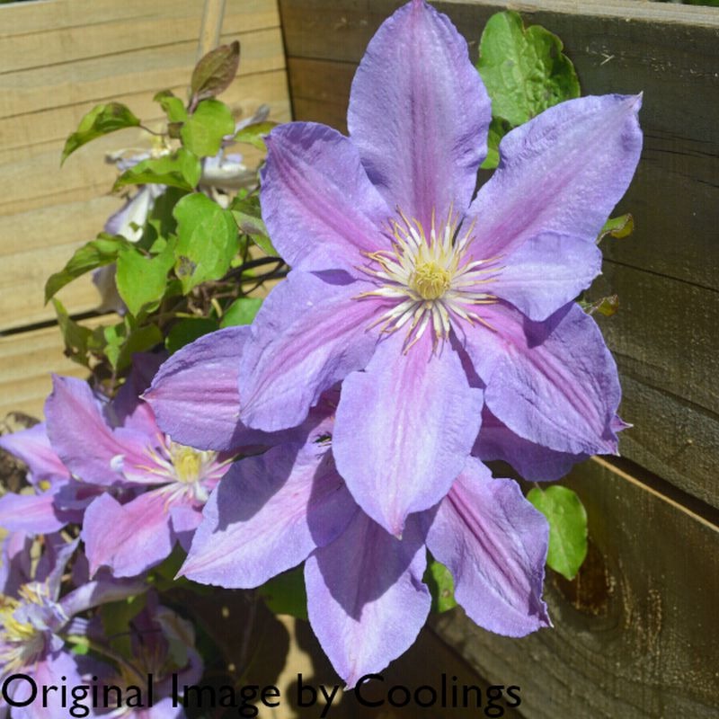 Clematis Paola - imagine 2