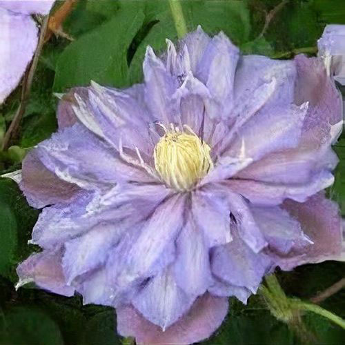 Clematis Paola