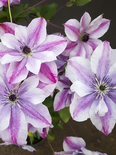 Clematis Super Cute - imagine 4