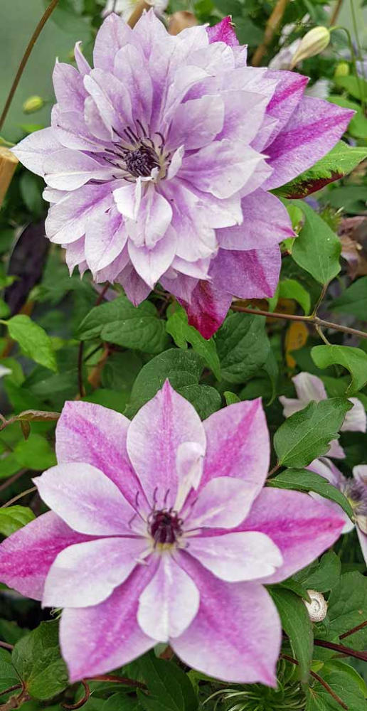 Clematis Super Cute - imagine 3