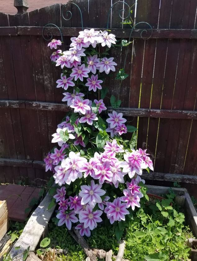 Clematis Super Cute - imagine 2