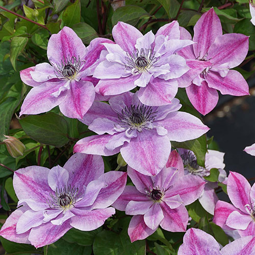 Clematis Super Cute