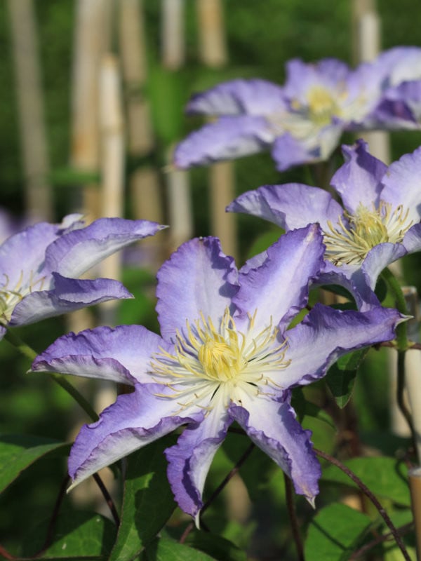 Clematis Thyrislund - imagine 4