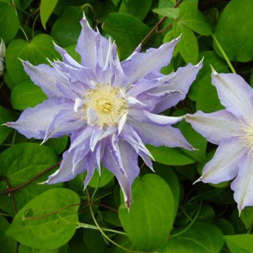 Clematis Thyrislund - imagine 2