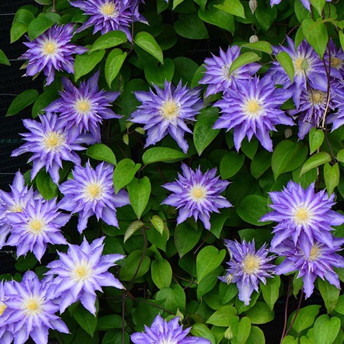 Clematis Thyrislund
