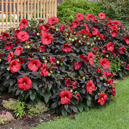 Hibiscus Summerific Holy Grail