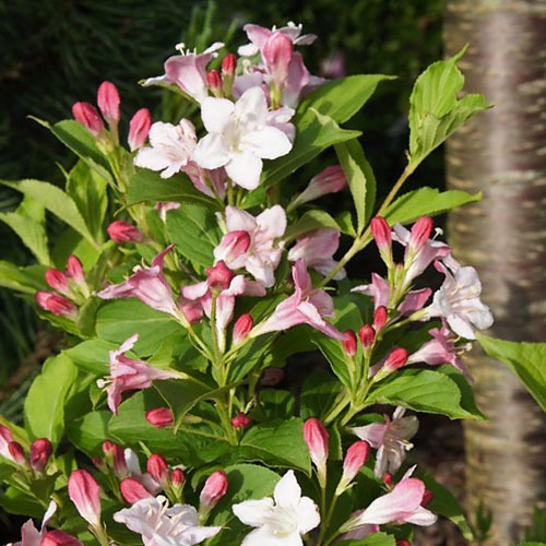 Weigela Marjorie