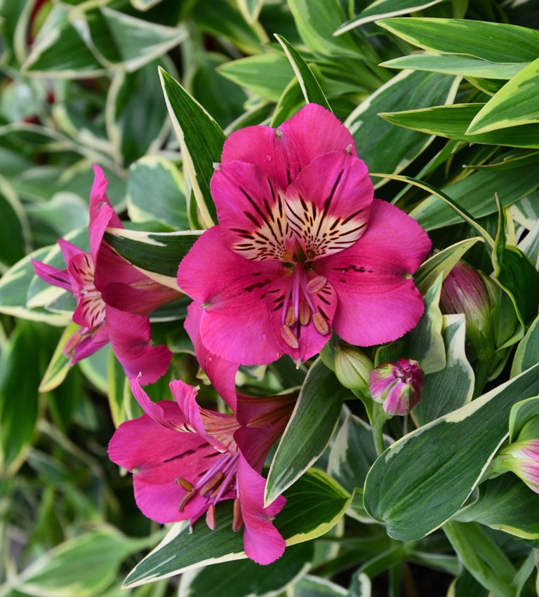 Alstroemeria River Valley - imagine 5