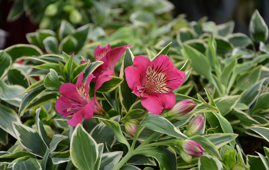 Alstroemeria River Valley - imagine 4