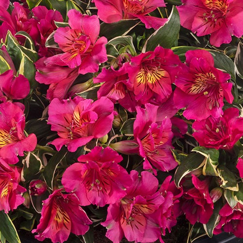 Alstroemeria River Valley - imagine 3