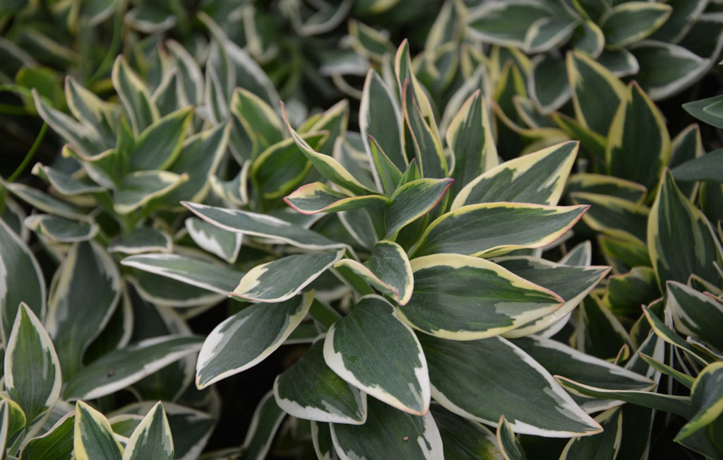 Alstroemeria River Valley - imagine 2