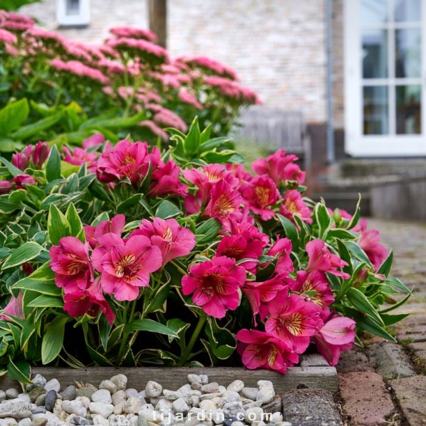 Alstroemeria River Valley