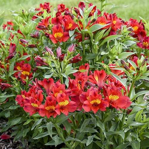 Alstroemeria Summer Heat