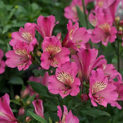 Alstroemeria Summer Saint