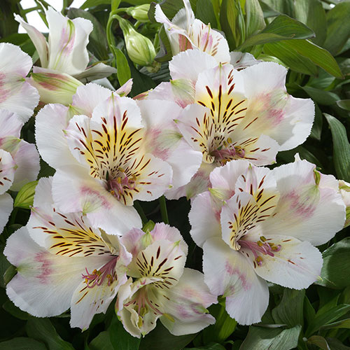 Alstroemeria Times Valley