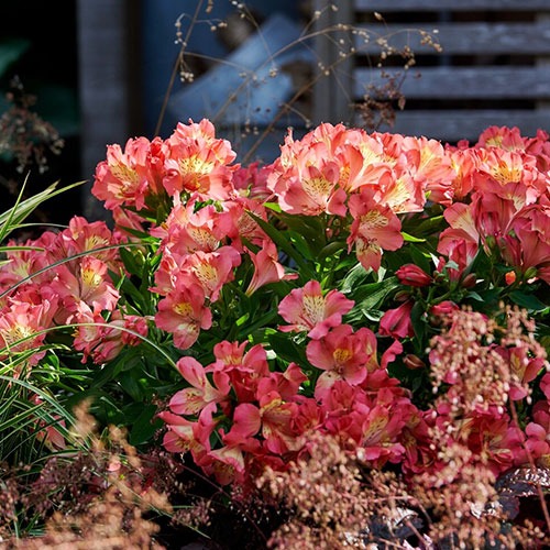 Astroemeria Valley Girl